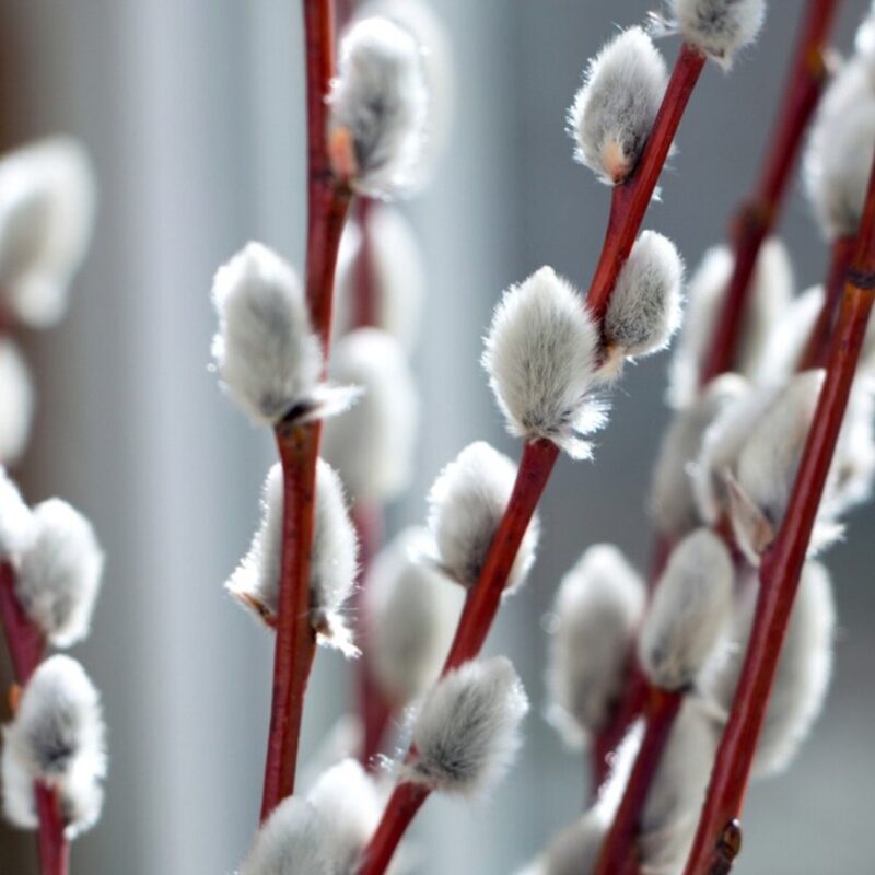 30 Large Pussy Willow Tree Cuttings, No Root, Easy to Root, Landscape Planting, 8-10 Inc Cuttings to Yield 30 Trees In Field or 60 In Containers - Image 4