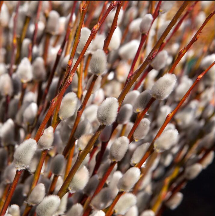 30 Large Pussy Willow Tree Cuttings, No Root, Easy to Root, Landscape Planting, 8-10 Inc Cuttings to Yield 30 Trees In Field or 60 In Containers - Image 3