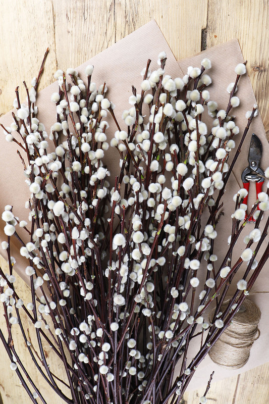 30 Large Pussy Willow Tree Cuttings, No Root, Easy to Root, Landscape Planting, 8-10 Inc Cuttings to Yield 30 Trees In Field or 60 In Containers - Image 2