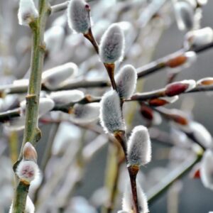 Alternative view of 20 Large Pussy Willow Tree Cuttings, No Root, Easy to Root, Landscape Planting, 8-10 Inch Cuttings to Yield 20 Trees In Field or 40 In Containers