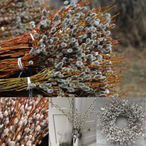 Alternative view of 10 Pussy Willow Tree Cuttings, Easy to Root, Pussy Willow Tree Live Plant Cutting Cut Flower, Pussy Willow Plant Cuttings for Planting