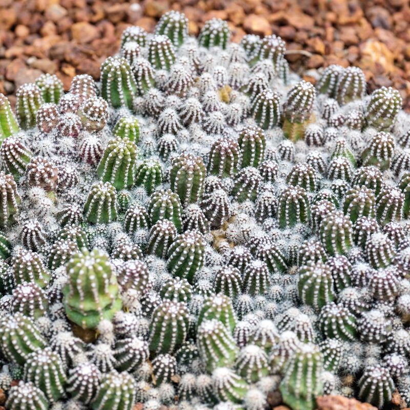 Peanut Clusters Minimalist Cactus Plant - Image 3