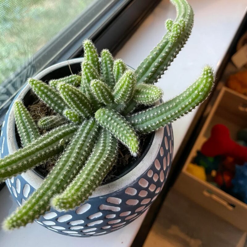 Peanut Clusters Minimalist Cactus Plant - Image 2