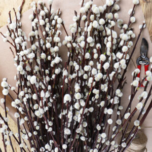 Alternative view of 10 Large Pussy Willow Tree Cuttings, No Root, Easy to Root, Landscape Planting, 8-10 Inch Cuttings to Yield 10 Trees In Field or 20 In Containers