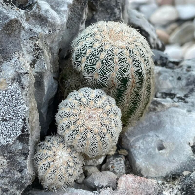 White Arizona Rainbow Cactus Plant - Image 5