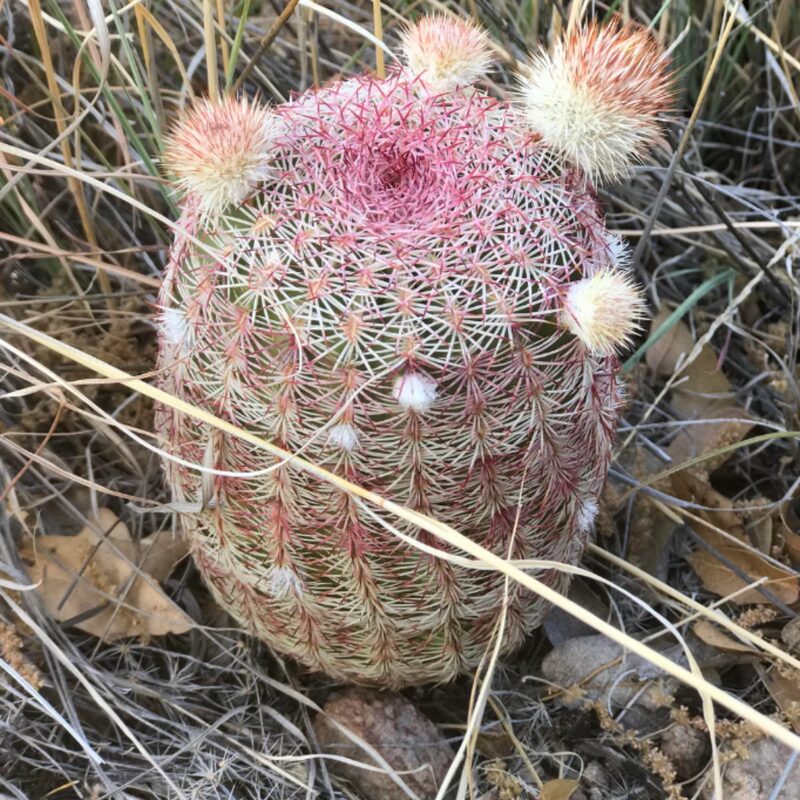 White Arizona Rainbow Cactus Plant - Image 4