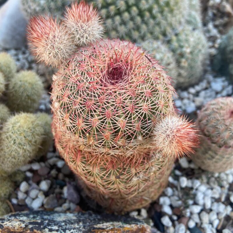 White Arizona Rainbow Cactus Plant - Image 3
