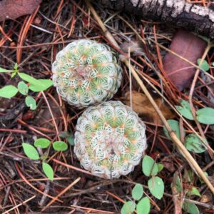 Alternative view of White Arizona Rainbow Cactus Plant