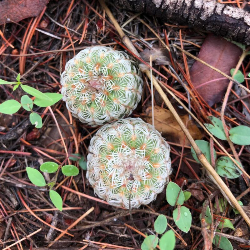 White Arizona Rainbow Cactus Plant - Image 2