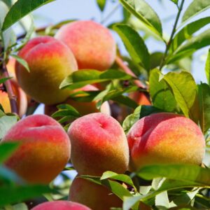 Alternative view of Beauty Live Peach Tree Grafted Plant in 3 Gallon Pot, Large Peach Tree Live Plant, 3-4 Feet in Tall, No, CA, Peach Tree Plant Well-rooted for Planting