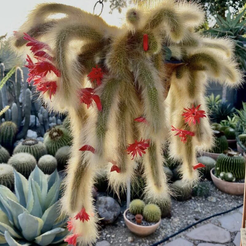 Monkey Tail Cactus Plant