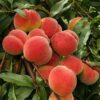 Florida Live Peach Tree Grafted Plant in 3 Gallon Pot, Large Peach Tree Live Plant, 3-4 Feet in Tall, No, CA, Peach Tree Plant Well-rooted for Planting
