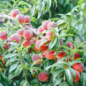 Alternative view of Tropic Beauty Peach Tree Live Plant, 3-4 Feet Tall in 3 Gallon Pot, Grafted Peach Tree Plant Live, Well Rooted Peach Tree, Ready to Plant, No CA