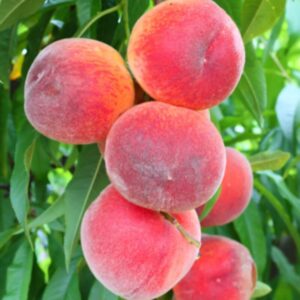Tropic Beauty Peach Tree Live Plant, 3-4 Feet Tall in 3 Gallon Pot, Grafted Peach Tree Plant Live, Well Rooted Peach Tree, Ready to Plant, No CA