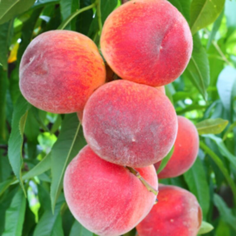 Tropic Beauty Peach Tree Live Plant, 3-4 Feet Tall in 3 Gallon Pot, Grafted Peach Tree Plant Live, Well Rooted Peach Tree, Ready to Plant, No CA