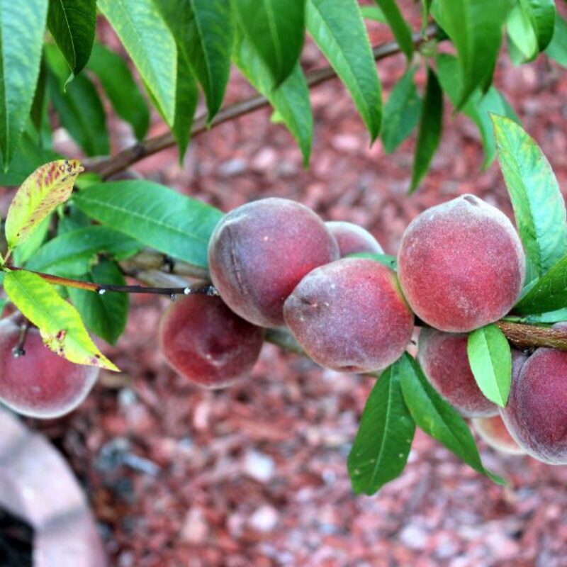 Florida Grande Peach Tree Live Plant, 3-4 Feet Tall in 3 Gallon Pot, Grafted Peach Tree Plant Live, Well Rooted Peach Tree, Ready to Plant, No CA - Image 4