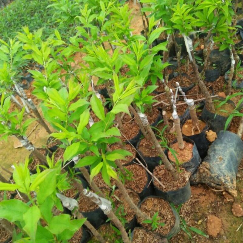 Florida Grande Peach Tree Live Plant, 3-4 Feet Tall in 3 Gallon Pot, Grafted Peach Tree Plant Live, Well Rooted Peach Tree, Ready to Plant, No CA - Image 3