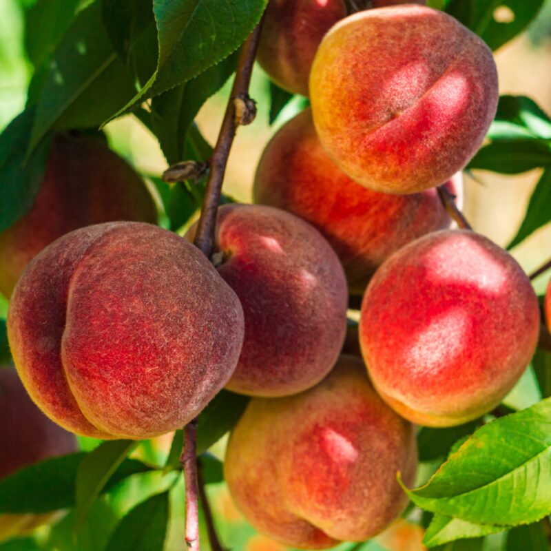 Florida Grande Peach Tree Live Plant, 3-4 Feet Tall in 3 Gallon Pot, Grafted Peach Tree Plant Live, Well Rooted Peach Tree, Ready to Plant, No CA