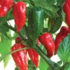 Red Dragon's Breath Pepper Plants Live - 10 Count - 70 Days Old Hottest Chili Pepper Plant - Dragon Breath Pepper Grow in Zones 9-11