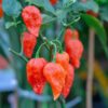 Red Dragon's Breath Pepper Plants Live - 8 Count - 70 Days Old Hottest Chili Pepper Plant - Dragon Breath Pepper Grow in Zones 9-11