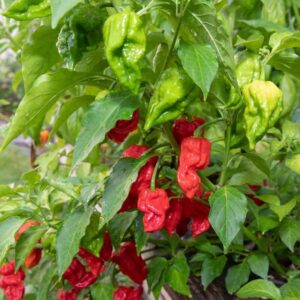 Alternative view of Red Dragon's Breath Pepper Plants Live - 6 Count - 70 Days Old Hottest Chili Pepper Plant - Dragon Breath Pepper Grow in Zones 9-11
