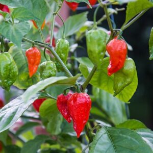Red Dragon's Breath Pepper Plants Live - 6 Count - 70 Days Old Hottest Chili Pepper Plant - Dragon Breath Pepper Grow in Zones 9-11