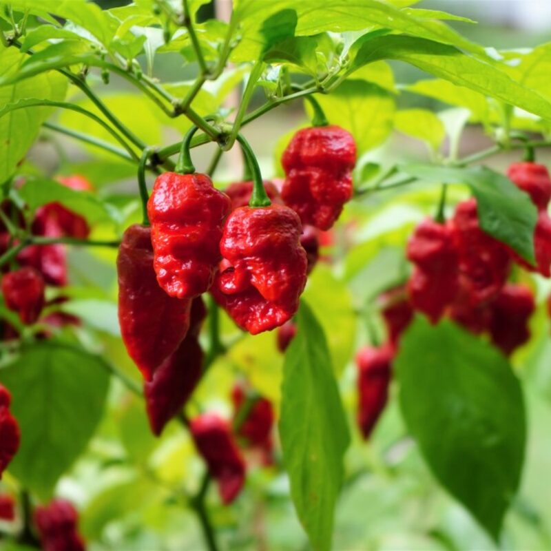 Red Dragon's Breath Pepper Plants Live - 4 Count - 70 Days Old Hottest Chili Pepper Plant - Dragon Breath Pepper Grow in Zones 9-11 - Image 3