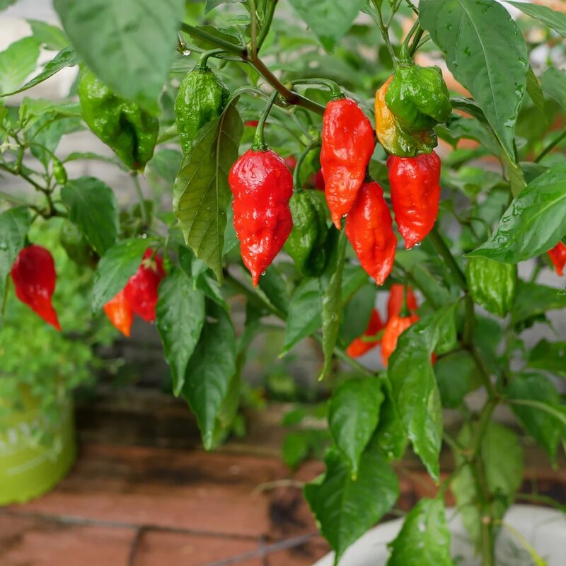 Red Dragon's Breath Pepper Plants Live - 4 Count - 70 Days Old Hottest Chili Pepper Plant - Dragon Breath Pepper Grow in Zones 9-11 - Image 2