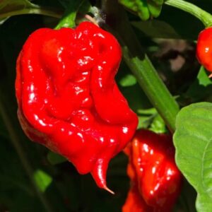 Red Dragon's Breath Pepper Plants