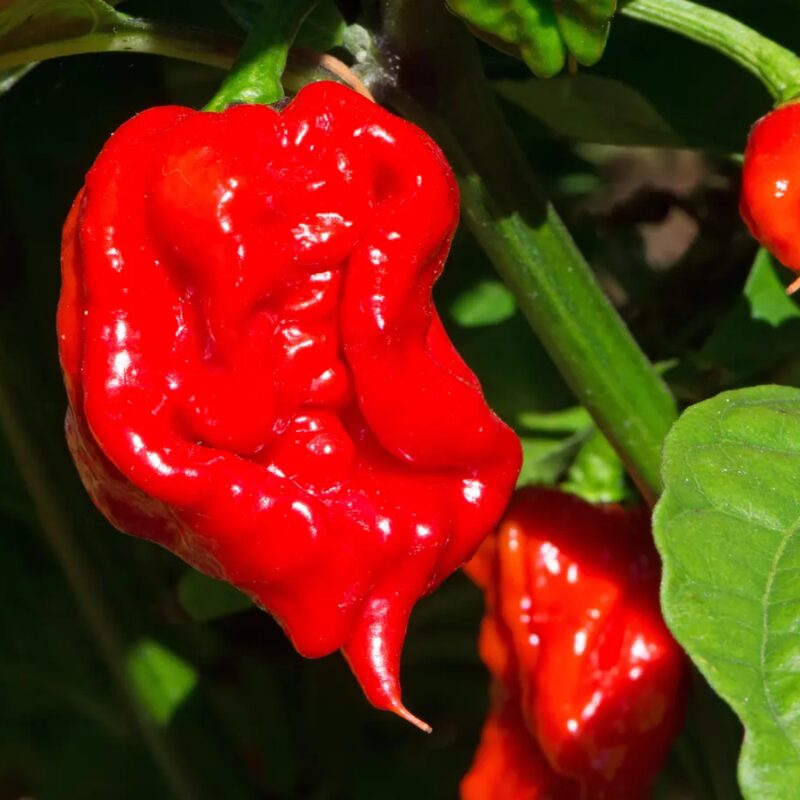 Red Dragon's Breath Pepper Plants