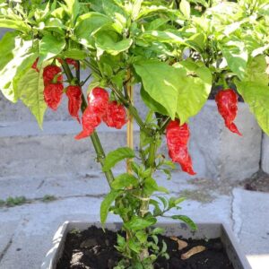 red dragon's breath pepper