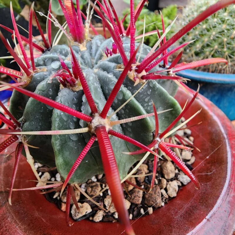 Devil’s Head Cactus, Horse Crippler Cactus - Image 3