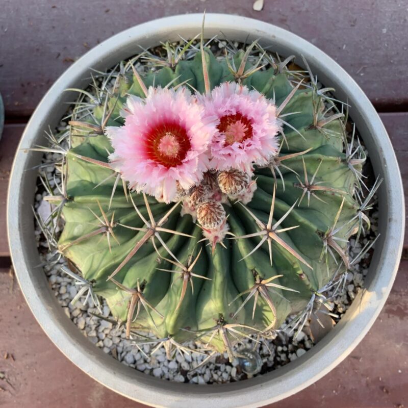 Devil’s Head Cactus, Horse Crippler Cactus - Image 2
