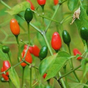 Alternative view of Pequin Hot Pepper Chili Live Plants - 6 Count - Very Hot Chili Pepper Piquín - Spice Pepper Plant - Zones 9-11 - Live Pepper Plant for Sale