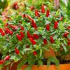 pequin hot pepper