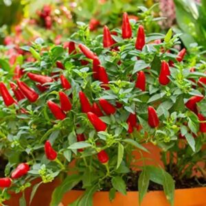 pequin hot pepper