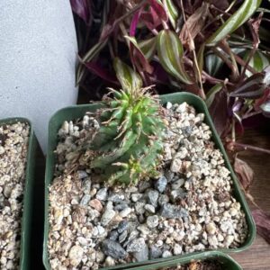Alternative view of Twisted Euphorbia Cactus, Spiral cactus