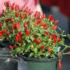 Pequin Hot Pepper Chili Live Plants - 4 Count - Very Hot Chili Pepper Piquín - Spice Pepper Plant - Zones 9-11 - Live Pepper Plant for Sale
