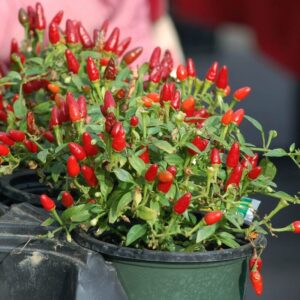 Pequin Hot Pepper Chili Live Plants - 4 Count - Very Hot Chili Pepper Piquín - Spice Pepper Plant - Zones 9-11 - Live Pepper Plant for Sale