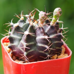 Alternative view of Gymnocalycium Rotundulum Cactus, Pink Cactus