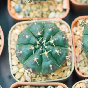 Gymnocalycium Rotundulum Cactus, Pink Cactus