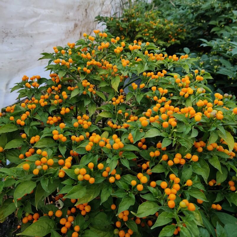 Yellow Chiltepin Pepper Plants Live - 12 Count - Chili Pepper Live Plants For Sale - Hot Pepper Live Plants for Growing - No Pot - Well-rooted - Image 2