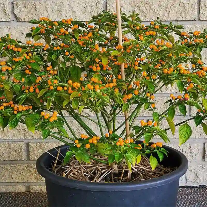 Yellow Chiltepin Pepper Plants Live - 12 Count - Chili Pepper Live Plants For Sale - Hot Pepper Live Plants for Growing - No Pot - Well-rooted