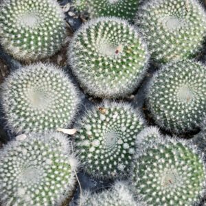 Alternative view of Mammillaria Chionocephall, Snowball Cactus, Powder Puff Cactus