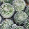 Mammillaria Chionocephall, Snowball Cactus, Powder Puff Cactus
