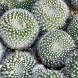 Mammillaria Chionocephall, Snowball Cactus, Powder Puff Cactus