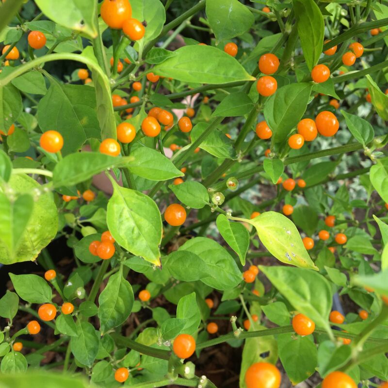 Yellow Chiltepin Pepper Plants Live - 10 Count - Chili Pepper Live Plants For Sale - Hot Pepper Live Plants for Growing - No Pot - Well-rooted