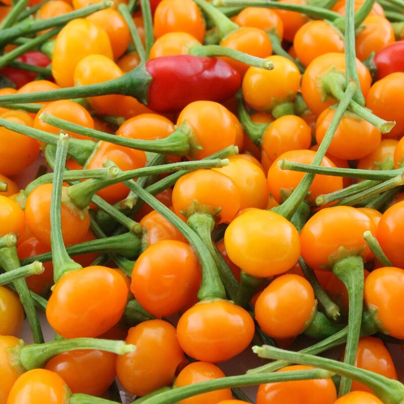 Yellow Chiltepin Pepper Plants Live - 8 Count - Chili Pepper Live Plants For Sale - Hot Pepper Live Plants for Growing - No Pot - Well-rooted - Image 3