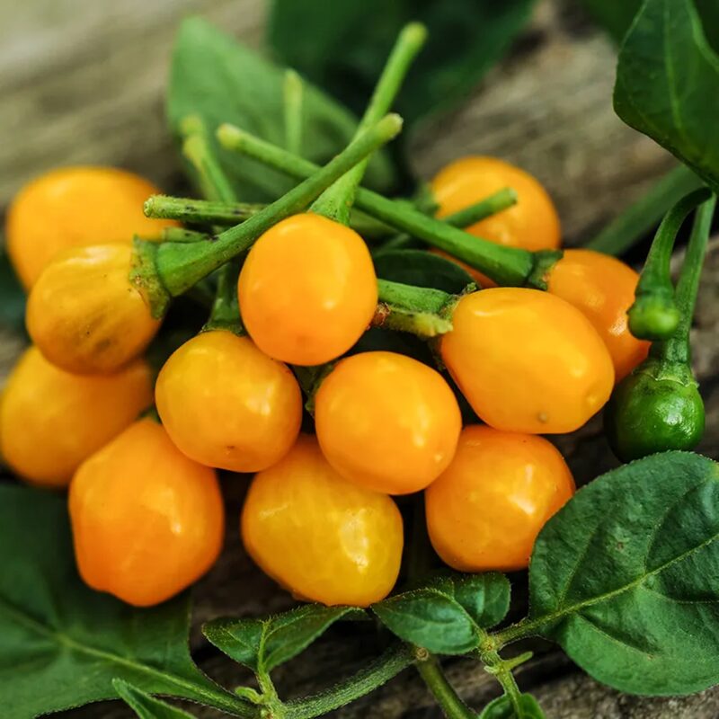 Yellow Chiltepin Pepper Plants Live - 8 Count - Chili Pepper Live Plants For Sale - Hot Pepper Live Plants for Growing - No Pot - Well-rooted