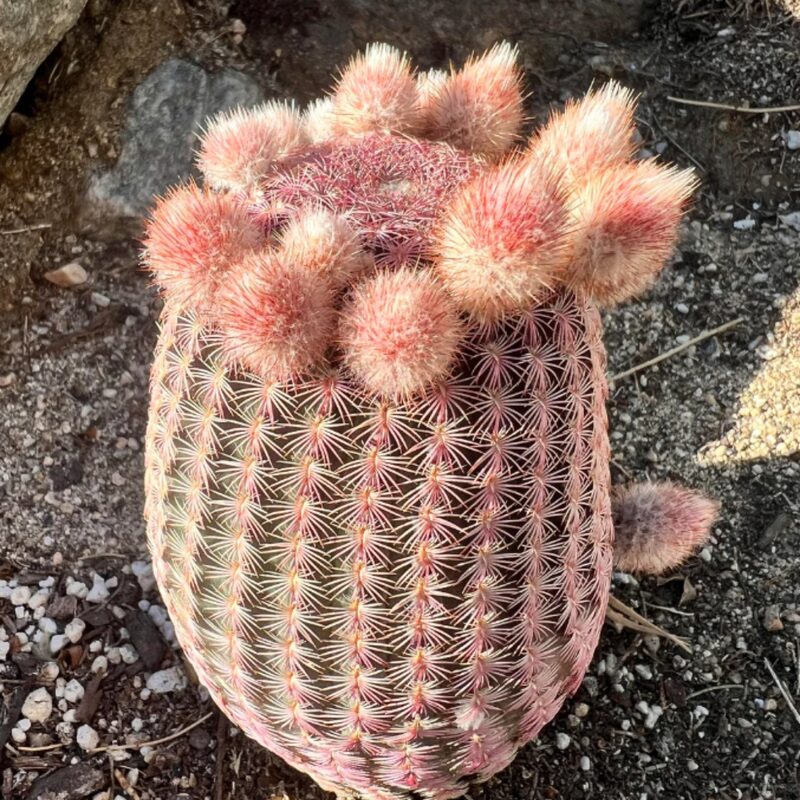 Arizona Rainbow Hedgehog Echinocereus Rigidissimus Cactus Plant - Image 3
